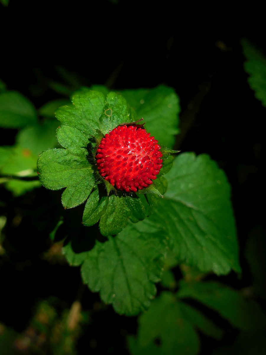 Potentilla indica